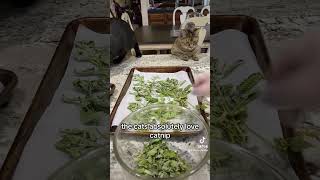 Growing Catnip From Seed  Deck Garden [upl. by Ettenoitna64]