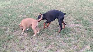 American Staffordshire terrier vs Doberman [upl. by Danuloff]