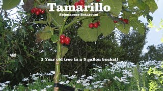 ⟹ TAMARILLO  Solanum betaceum  Its branching off and heres why [upl. by Edd496]