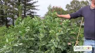 How to Grow Broad Beans  Video Tutorial [upl. by Juliano]