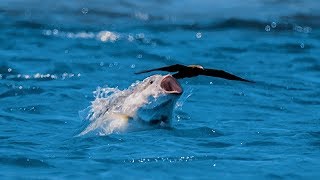 Bird vs Fish  Blue Planet II [upl. by Herv]