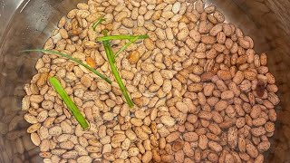 How to cookprepare your Beans for Haitian Rice [upl. by Nauqet889]