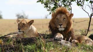 LION PRIDE Kenya Africa [upl. by Nnylyt]