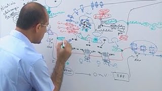 Neuromuscular Junction  Structure  Function amp Diseases🩺 [upl. by Ociredef]