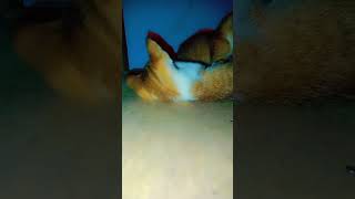 Funny little kitties playingreels shorts viralvideo foryou [upl. by Lamaj]