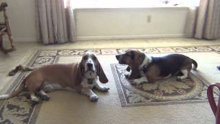 Basset Hounds Howling Lazy Style [upl. by Genni32]