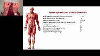 Paramedic Neurological Assessment 7  Myotomes [upl. by Herwig]