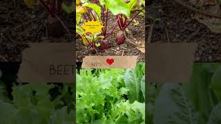 Companion Planting Vegetables [upl. by Aicile57]