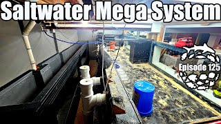 Saltwater Mega System Nears Completion Massive Shark Aquarium and Mangrove Estuary [upl. by Hannavahs]