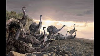 Cryptids and Monsters CRYPTID OF THE WEEK Aepyornis Elephant Bird legendary birds of Madagascar [upl. by Meek]