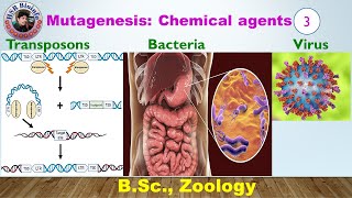 Mutagenesis Biological Agents Transposons Virus Bacteria  Genetics  HSR Bioinfo [upl. by Xer]