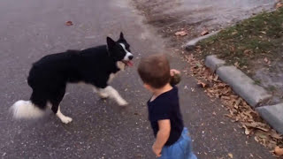 Border Collie and baby playing fetch [upl. by Atteuqaj]