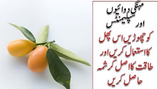 Kumquats fruit benefits for health  How to grow Kumquats in Pakistan in Urdu amp Hindi [upl. by Kaslik]