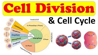 Cell biology  Cell Division  Cell Cycle  Amitosis Mitosis prophase Class 11 biology [upl. by Swenson]