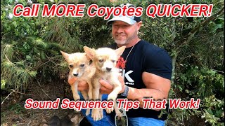 Call More Coyotes Quicker Sound Sequence Tips That Work All About Coyotes and Coyote Hunting [upl. by Marian536]