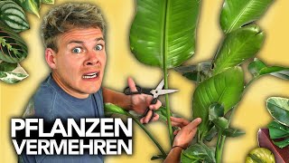 PFLANZEN VERMEHREN  Ableger richtig schneiden  Joeys Jungle Plants [upl. by Aicilif146]