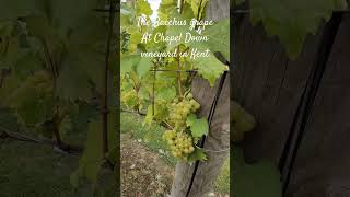 The Bacchus grape variety at Chapel Down in Kentgrapevineskentenglishwine [upl. by Aicila435]