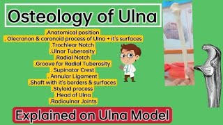 ⭐ Osteology of UlnaUpper limbLocomotor module Explained on Ulna Model amp Skeleton🦴 [upl. by Kirrad]