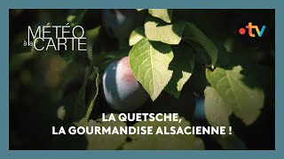 Tradition  la quetsche la gourmandise alsacienne [upl. by Hendren]