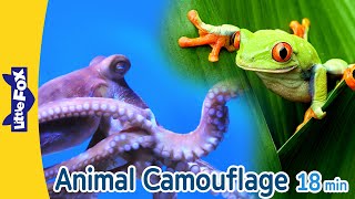 Animals that Camouflage  Octopus Cheetah Tree Frog Grasshopper Siberian Tiger Green Iguana [upl. by Intruok]