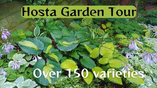 Epic Hosta Garden Tour 2024🍃🌿 LOTS of Stunning Hosta Varieties 🍃 [upl. by Margherita131]