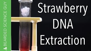 Strawberry DNA Extraction Biology  Chemistry [upl. by Elrem]