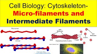 Intermediate filaments structure and function [upl. by Aihsiyt]