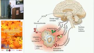 Neuroimmunomodulation a nonreductionist approach  Georges Maestroni University of Insubria [upl. by Negrom]