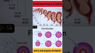 Fertilization process and embryo development  development of embryo from zygote fertilization [upl. by Jason]