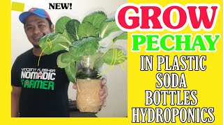 Grow PECHAY in Hydroponics recycled SODA Bottles Hidroponiks Pak choi [upl. by Bowe]