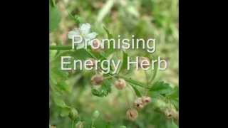 Healing Herb Scoparia dulcis in Pankaj Oudhias Medicinal Plant Database Part1 [upl. by Owen]