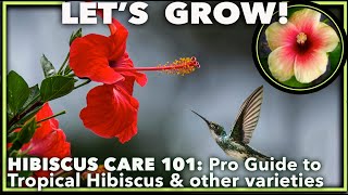 EXPERT HIBISCUS CARE GUIDE FOR ALL VARIETIES Tropical Hardy Marsh amp Rose Mallow [upl. by Hylton]