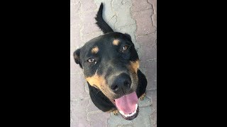 Sokak köpeklerine selam vermek adam olmaya çeyrek var demektir [upl. by Horick]