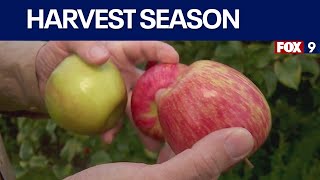 Honeycrisp harvest just days away in Minnesota [upl. by Dall]