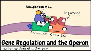 Gene Regulation and the Operon [upl. by Bradleigh]