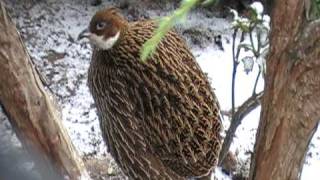 himalayan monal female [upl. by Broddy]