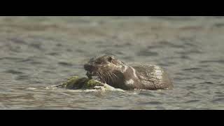 Lutra lutra Eurasian Otter [upl. by Rahab]