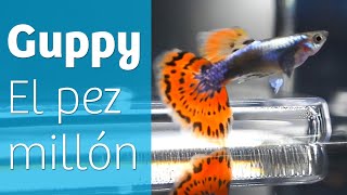 Guppy · El pez millón 🐟 [upl. by Mathis]