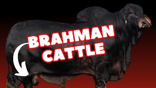 Brahman Cattle Breed [upl. by Hoffman]