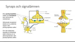 Nk1b Nervsystemet och droger [upl. by Olsewski130]