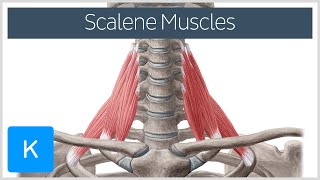 Scalene Muscles of the Neck  Human Anatomy  Kenhub [upl. by Raimondo]