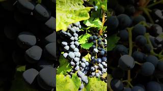 Winnica Witaj Słońce tuż przed winobraniem 🍇✨ winetime polishwinery wine winelovers witajsłońce [upl. by Lilas]