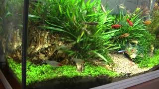 AQUARIOFILIA Acquario askoll 100 litri a led allestimento acquario aquascaping [upl. by Aneetsyrk886]