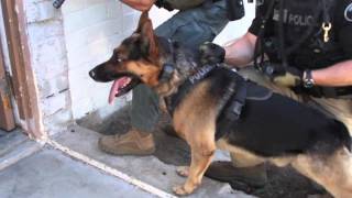 LASD K9 Tactical Canine Course [upl. by Sayres729]