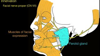 Facial nerve and facial muscles [upl. by Namrej]