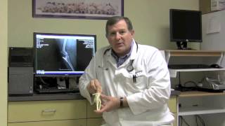 Luxating Patella Surgery at Animal Hospital of Colorado Springs [upl. by Faso]