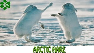 Arctic Hare [upl. by Jaquenette839]