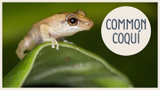 Hawaii coqui sounds in tropical forest  Eleutherodactylus coqui [upl. by Jory990]