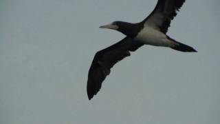 Brown Booby Piquero Pardo Sula leucogaster [upl. by Jemimah]