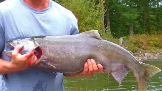 Vedder River Fishing Report BIG SALMON Run Oct 17 [upl. by Harte]